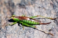 Bug1 800px